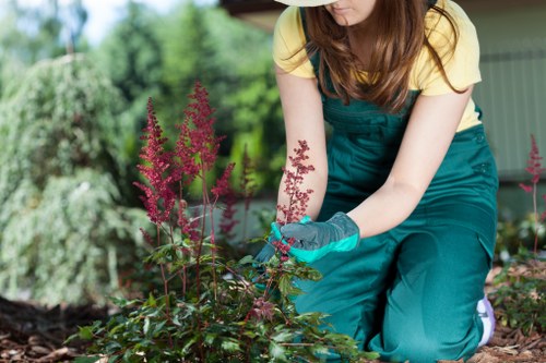 A woman in a yellow top and teal gardening apron is kneeling in a well-maintained garden during daylight, tending to a border of flowering plants with pinkish-purple blooms. She is wearing gardening gloves and appears to be trimming or inspecting the plants carefully. The garden features a lush, green lawn with dense shrubbery and trees in the background, along with a paving area partially visible behind her. The scene showcases a neatly arranged outdoor space with vibrant foliage, natural earth tones, and a sense of outdoor maintenance typical of gardening services in Tottenham. The lighting suggests a bright, possibly sunny day, highlighting the healthy, flourishing plants and the tidy, landscaped setting typical of professional gardening care.